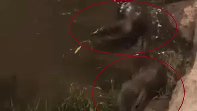 Dicle Nehri'nin gizemli sakinleri Diyarbakır'da su samurları objektiflere yakalandı