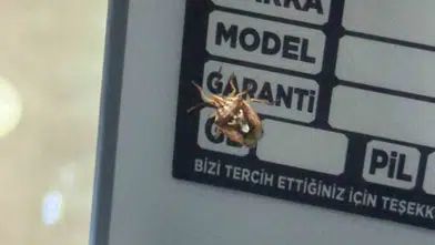 Diyarbakır Yenişehir'de esnafı hayrete düşüren böcek Sırtındaki insan yüzü şoke etti