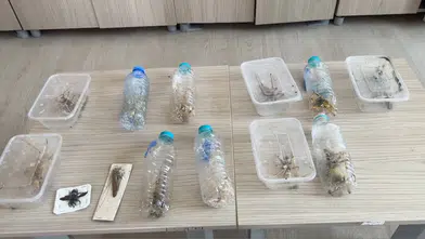Nemrut'ta canlı çekirgeyle yakalanan şüphelilere 1,4 milyon TL ceza: Diyarbakır'daki uzman uyardı