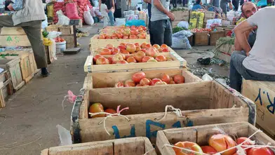 Diyarbakır Çüngüş'te ata tohumu bereketi: Organik domates hasadı başladı