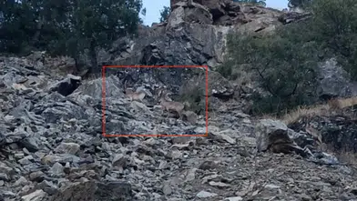 Diyarbakır Çüngüş'te doğa sürprizi: Nesli koruma altındaki dağ keçileri görüntülendi