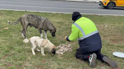 Diyarbakırlı yurttaştan sokak hayvanlarına örnek duyarlılık