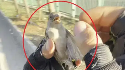 Diyarbakır'da motokurye Yusuf Dinar'ın vicdan dolu müdahalesi Serçeyi ölümden kurtardı