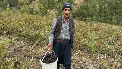 Diyarbakır Çüngüş'te aronya bereketi: Şifa deposu meyvenin hasadı başladı