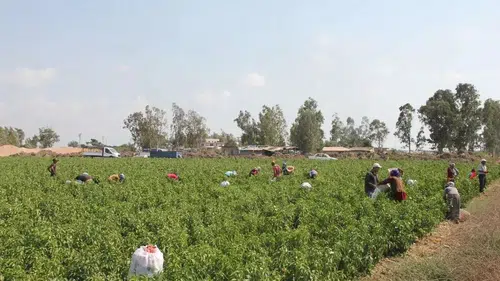 Diyarbakır'da kırsal kalkınma desteği: Hibe başvuru detayları duyuruldu