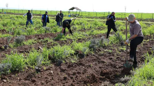 Diyarbakır'da lavanta mevsimi başlıyor: 2 bin 500 fidan dikildi