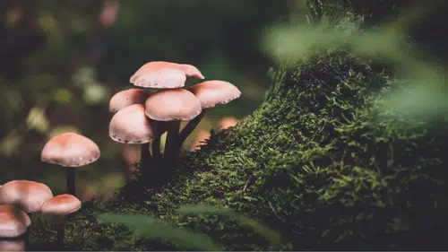 Diyarbakırlılar lezzetini çok seviyor: Sezon açıldı hasat başladı