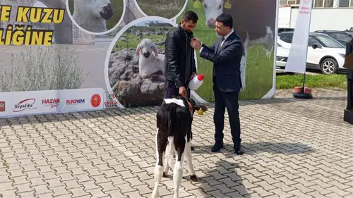 Diyarbakır'da buzağılar güzellikte yarıştı: Birinci belli oldu