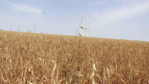 Diyarbakır'da taşlık tarlalar ekili gösterildi: 22 kişiye sahte çiftçi davası açıldı