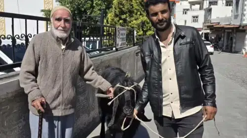 Diyarbakır Çermik'te 70 kiloluk keçi görenleri şaşırttı: İyi fiyata satıldı