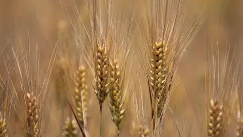 Diyarbakır'da hububat üretiminde yüzler güldü: Fungal hastalığına önlem alınıyor