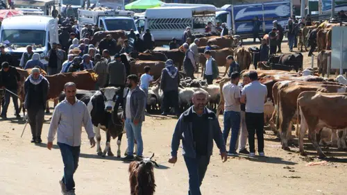 Diyarbakır Canlı Hayvan Borsası'nda kurbanlık fiyatları belli oldu