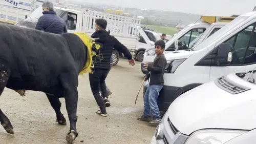 Diyarbakır'da kaçan boğa paniğe neden oldu: Korku dolu anlar yaşandı