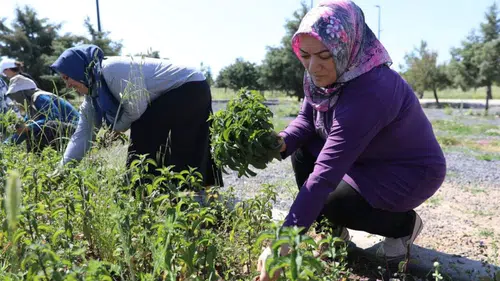 Diyarbakır'da kadınlar 9 ay emek verdikten sonra hasadın keyfini yaşadı
