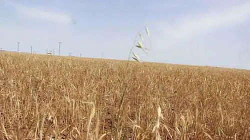 Diyarbakır'da itfaiye alarm verdi: Çiftçilere 'Sakın yakmayın' uyarısı geldi