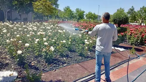 Diyarbakır'ın gülleriyle meşhur parkı korumaya alındı: Özel bakım uygulandı