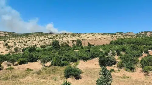 Dicle'de ağaçlık alanda yangın paniği: Küpetaşı Mezrası'nda ekipler seferber oldu