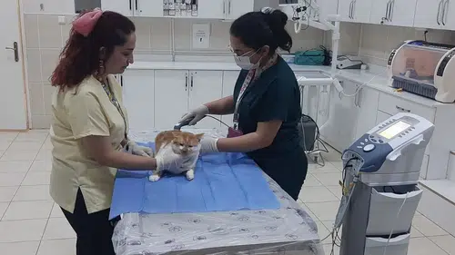 Dicle Üniversitesi Hayvan Hastanesi insan standartlarını yakaladı: Ne ararsanız var