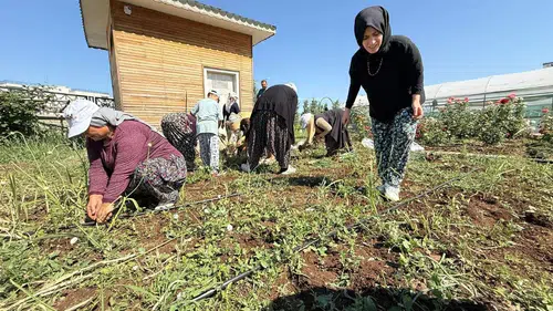 Diyarbakır'da kadınlar hasat sevincini yaşadı: İşte yetiştirdikleri ürünler