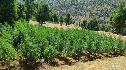 Diyarbakır'da orman gibi kenevir tarlası çökertildi: 31 kişi gözaltına alındı