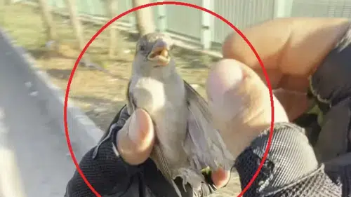 Diyarbakır'da motokurye Yusuf Dinar'ın vicdan dolu müdahalesi Serçeyi ölümden kurtardı