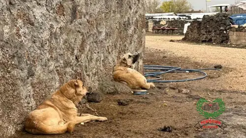 Diyarbakır'da sokak hayvanlarıyla ilgili 'ateşli ekipman' iddiasına belediye cevap verdi