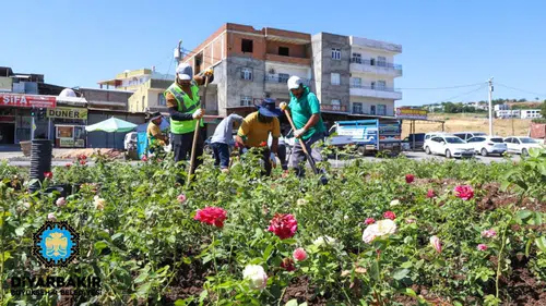 Diyarbakır-Mardin yolunda renk cümbüşü: 14 kilometrelik gül koridoru oluşacak
