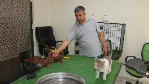Bağlar'daki güvercin otelinin sıra dışı sakini Vejetaryen kedi Bulut kuşları koruyor