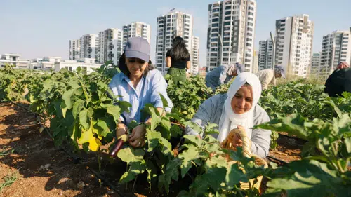 Diyarbakır'da kadınlar yetiştirdikleri ürünleri hasat etti: Hedefler büyüdü