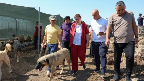 Diyarbakır'da hayvan hakları denetimi: Eşbaşkan Bucak'tan 480 canlıya yakın takip