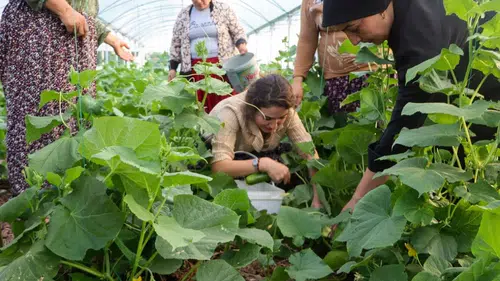 Sur'da kadınların emeği yeşerdi: İlk salatalık hasadı yapıldı