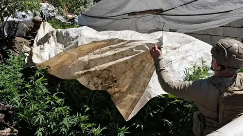 Diyarbakır'da dev operasyon: 217 bin kök kenevir imha edildi, 5 ton toz esrar engellendi