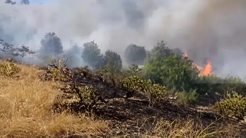 Diyarbakır Çüngüş'te kırsalda yangın: Üzüm bağları küle döndü