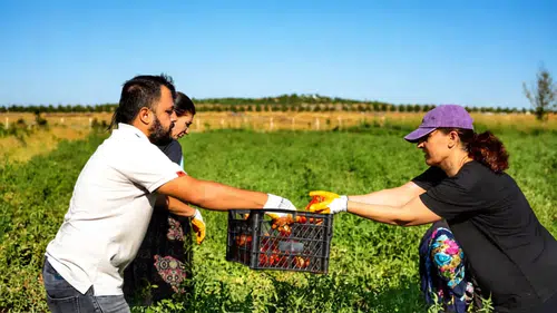 Kayapınar'da anlamlı hasat: 7 dönümlük bostanda üretilen ürünler dar gelirlilere ulaşıyor