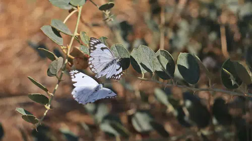 Dicle Vadisi ve Hevsel Bahçeleri'nde beyaz öncü kelebeklerin yumurta telaşı başladı