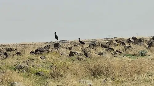 Diyarbakır semalarında sonbahar göçü: Kara leylekler bölge halkını şaşırttı
