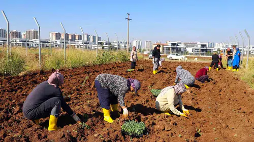Diyarbakır'da kadınların kent bostanında kışlık mesaisi: 18 dönümde kolektif üretim