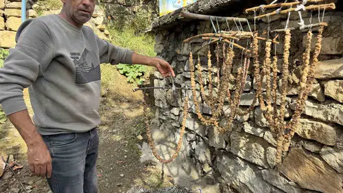 Diyarbakır Çermik'te geleneksel bağ bozumu mesaisi: Kışlık hazırlıklar başladı