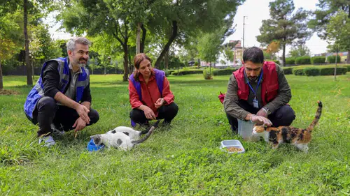 Diyarbakır'da sokak hayvanları için seferberlik: Yaşam haklarına sahip çıkılıyor