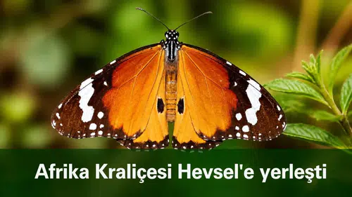 "Afrika kraliçesi" Diyarbakır'da Hevsel'e yerleşti: Güneşlenirken görüntülendi