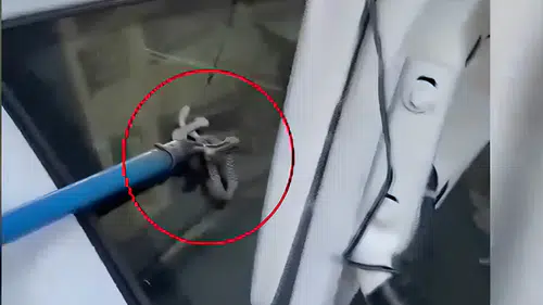 Çermik'te otomobil bagajına giren yılan, esnafın müdahalesiyle doğaya salındı