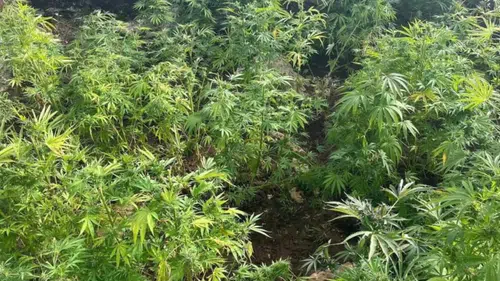 Diyarbakır'da 48 bin 579 kök kenevir imha edildi: 1.2 ton esrar elde edilebilecekti