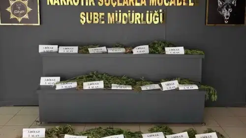 Hevsel Bahçeleri'nde şafak operasyonu 12 bin kök kenevir imha edilerek yok edildi