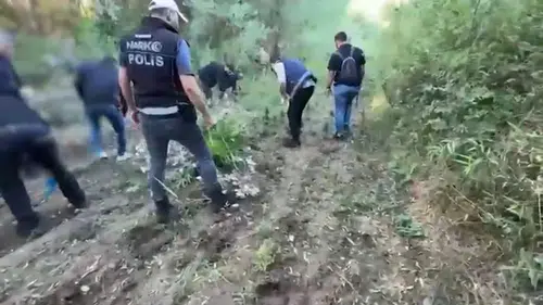 Diyarbakır Hevsel Bahçeleri'nde şafak vakti narkotik operasyonu 12 bin kök kenevir imha