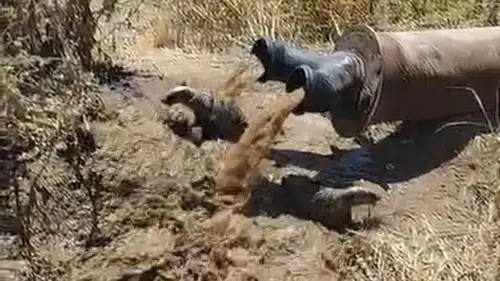 Bismil'deki tarım arazisinde şaşırtan olay Sulama borusundan iki porsuk çıktı