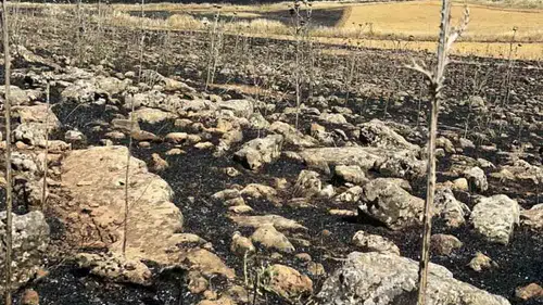 Diyarbakır Çınar'da hasat öncesi büyük yangın Yüzlerce dönüm ekili alan yandı