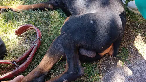 Sur ilçesinde vicdanları sızlatan manzara Ayağına demir saplanmış halde bulundu