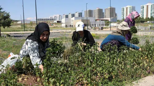 Diyarbakır'da 150 kadının 9 aylık emeği Tıbbi ve aromatik bitki bahçesinde ilk hasat