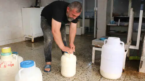 Diyarbakır'da peynirde kış hazırlığı bereketi Fiyatlar bu sezon sabit kaldı