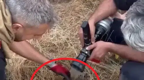 Lice'de 450 dönümlük alan küle döndü İtfaiye ekipleri alevlerin içinden kaplumbağa